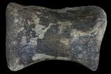 Hadrosaur (Duck-Billed Dinosaur) Medial Toe Bone - Montana #66473-2